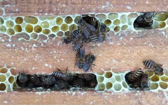 蜜蜂養殖