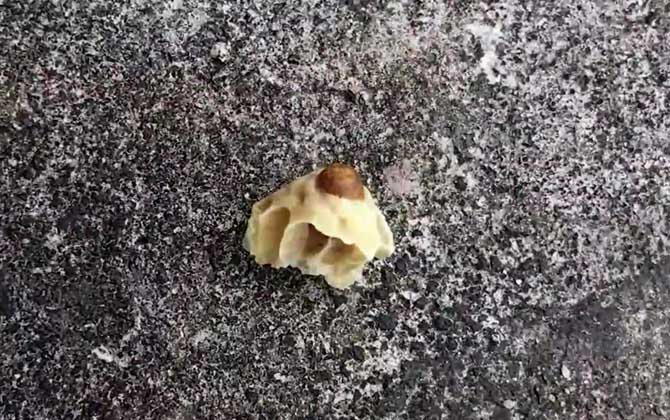 王臺