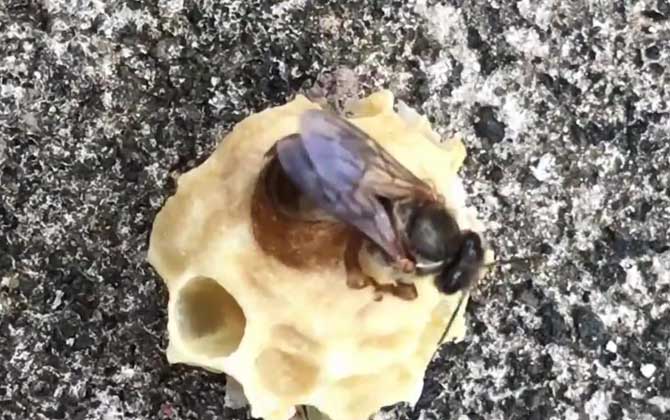 王臺
