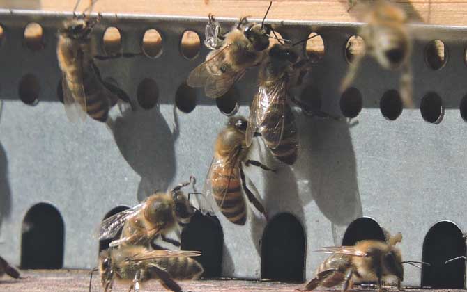 蜜蜂養殖