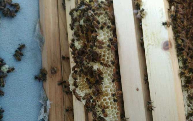 蜜蜂過箱