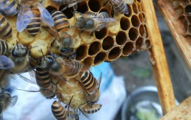 分蜂熱