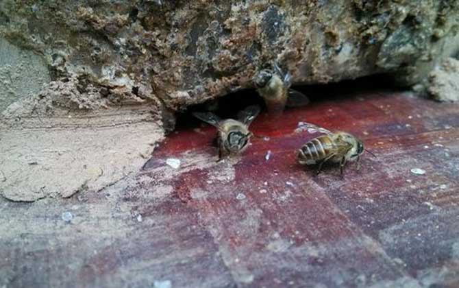 蜜蜂飛逃