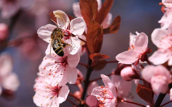 蜂毒療法
