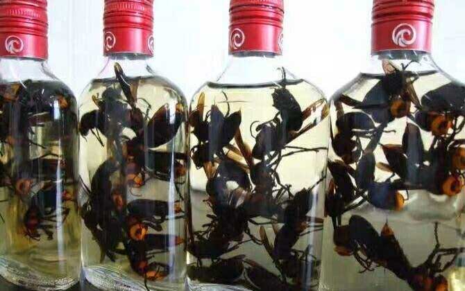 馬蜂泡酒