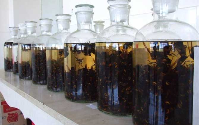 馬蜂泡酒