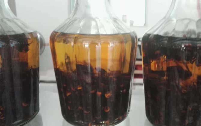 馬蜂泡酒