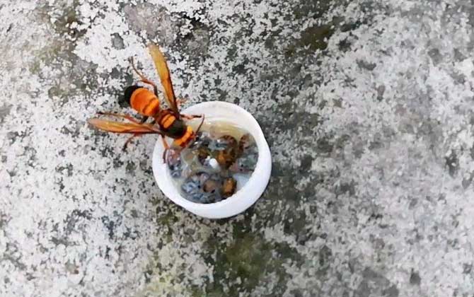 黃腰虎頭蜂