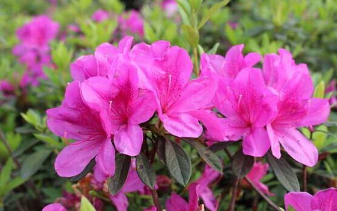 杜鵑花