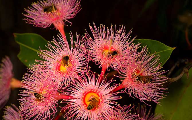 桉樹花