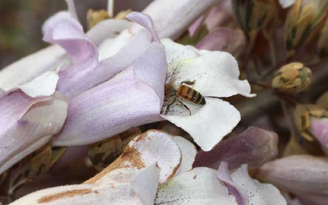 桐樹花