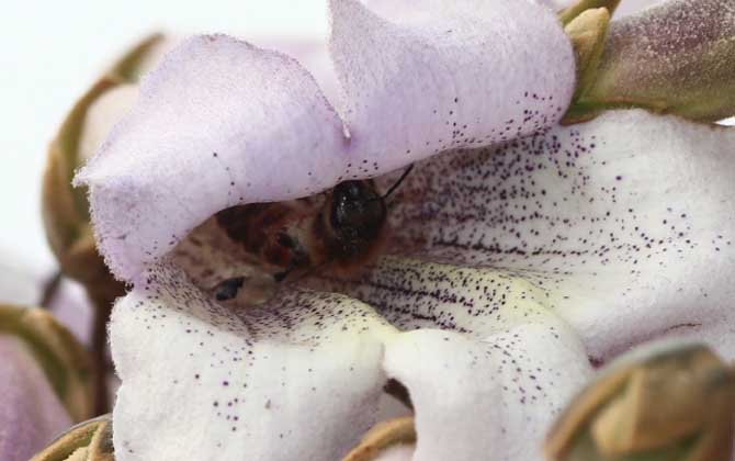 桐樹花