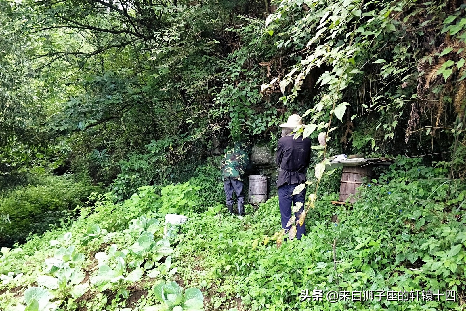 探尋養蜂人，取蜂蜜要用煙熏