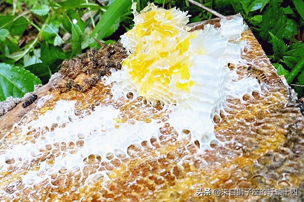 探尋養蜂人，取蜂蜜要用煙熏