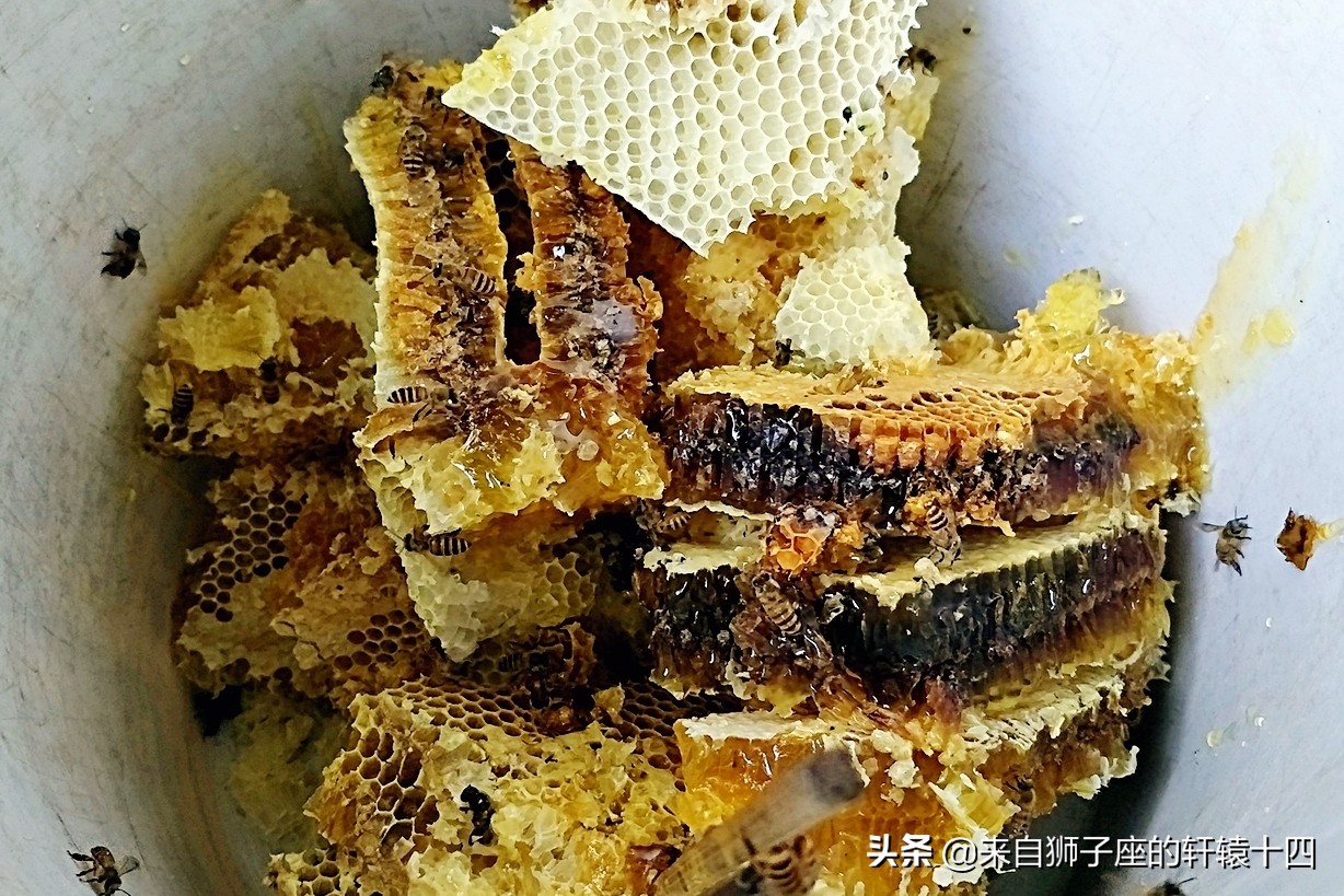 探尋養蜂人，取蜂蜜要用煙熏