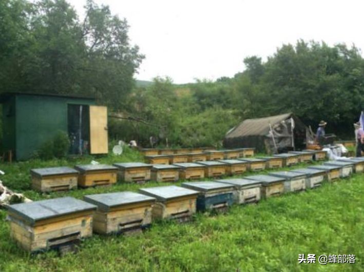 深洞中的土蜂蜜怎么取？農村人的土辦法，不挖不撬一網打盡