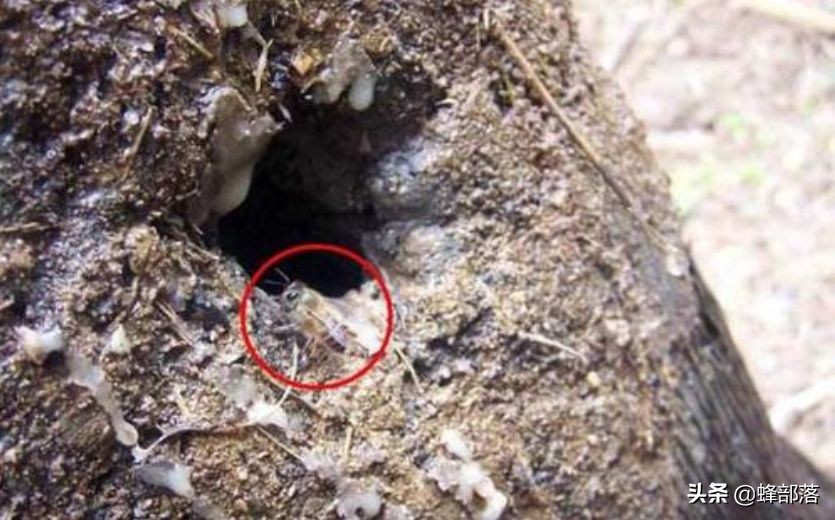 深洞中的土蜂蜜怎么取？農村人的土辦法，不挖不撬一網打盡