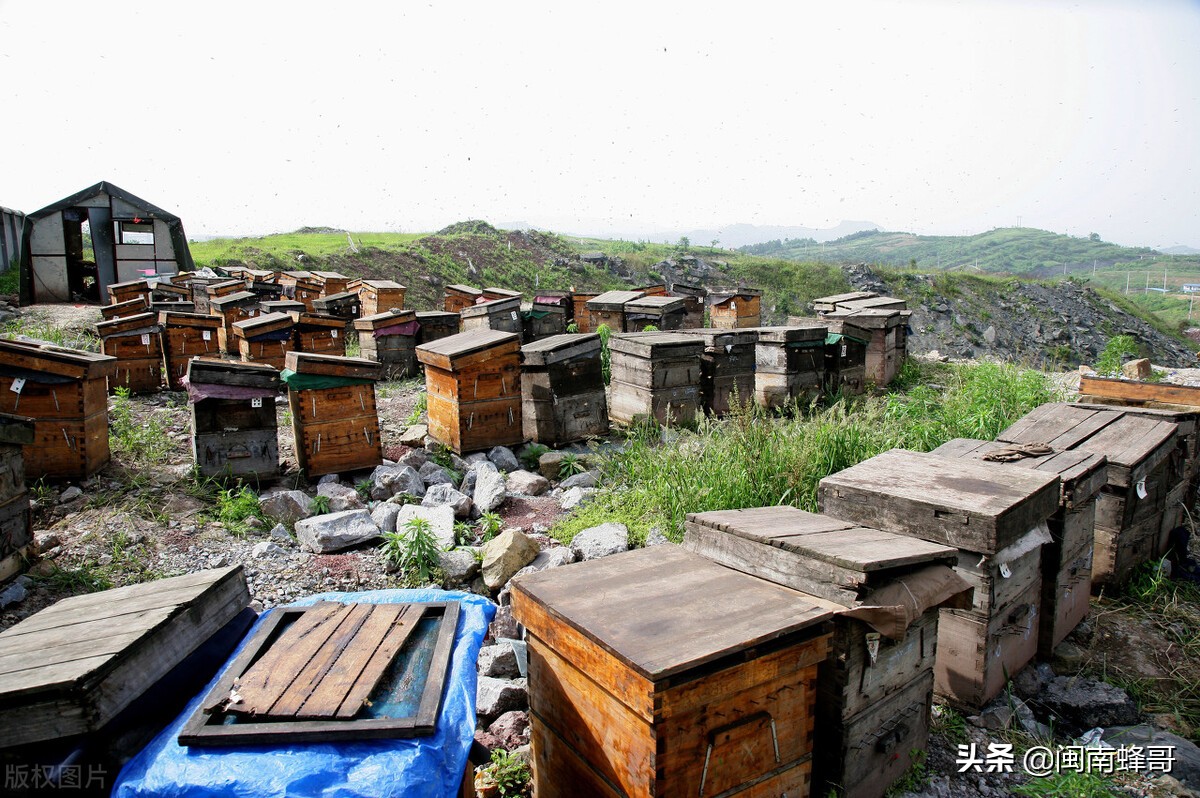 蜜蜂養(yǎng)殖并不難，學(xué)會控蜂、發(fā)展、取蜂蜜，學(xué)徒也能變師傅