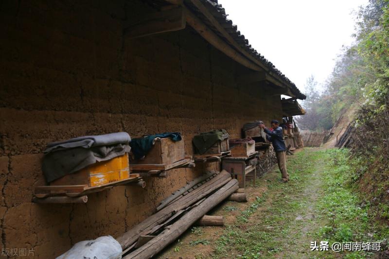 蜜蜂養(yǎng)殖并不難，學(xué)會控蜂、發(fā)展、取蜂蜜，學(xué)徒也能變師傅