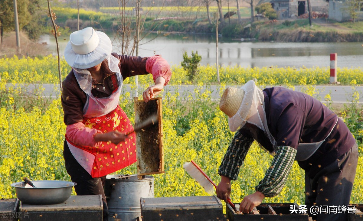 蜜蜂養(yǎng)殖并不難，學(xué)會控蜂、發(fā)展、取蜂蜜，學(xué)徒也能變師傅