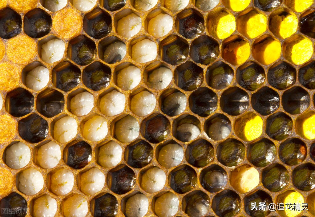 如果蜜蜂有思想，還會(huì)勤勞嗎？看工蜂勞動(dòng)的動(dòng)力，論養(yǎng)蜂人的是非
