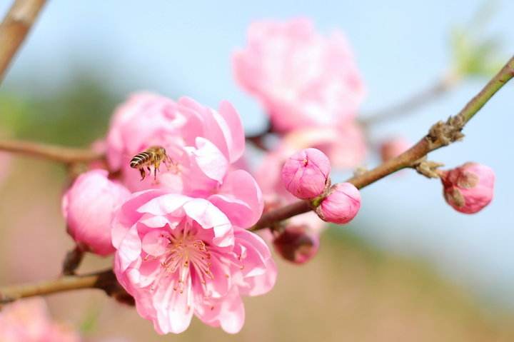 【蜂巢作用】蜂巢能治療鼻炎嗎? 蜂巢能治療鼻炎嗎?