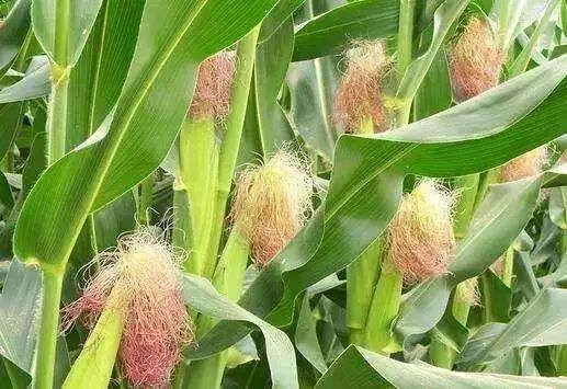 玉米開花有花蜜和花粉嗎？