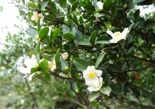 暗室養蜂是如何避免甘露和茶花蜜中毒的（茶花盛期怎么管理）