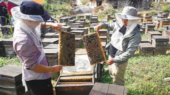 一個山區中蜂場最多養多少箱中蜂（想要養殖1000箱蜜蜂，需要注意哪些問題）