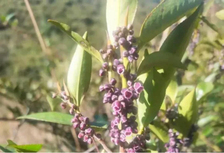 柃木蜜源是什么植物（冬季大蜜源柃木介紹）
