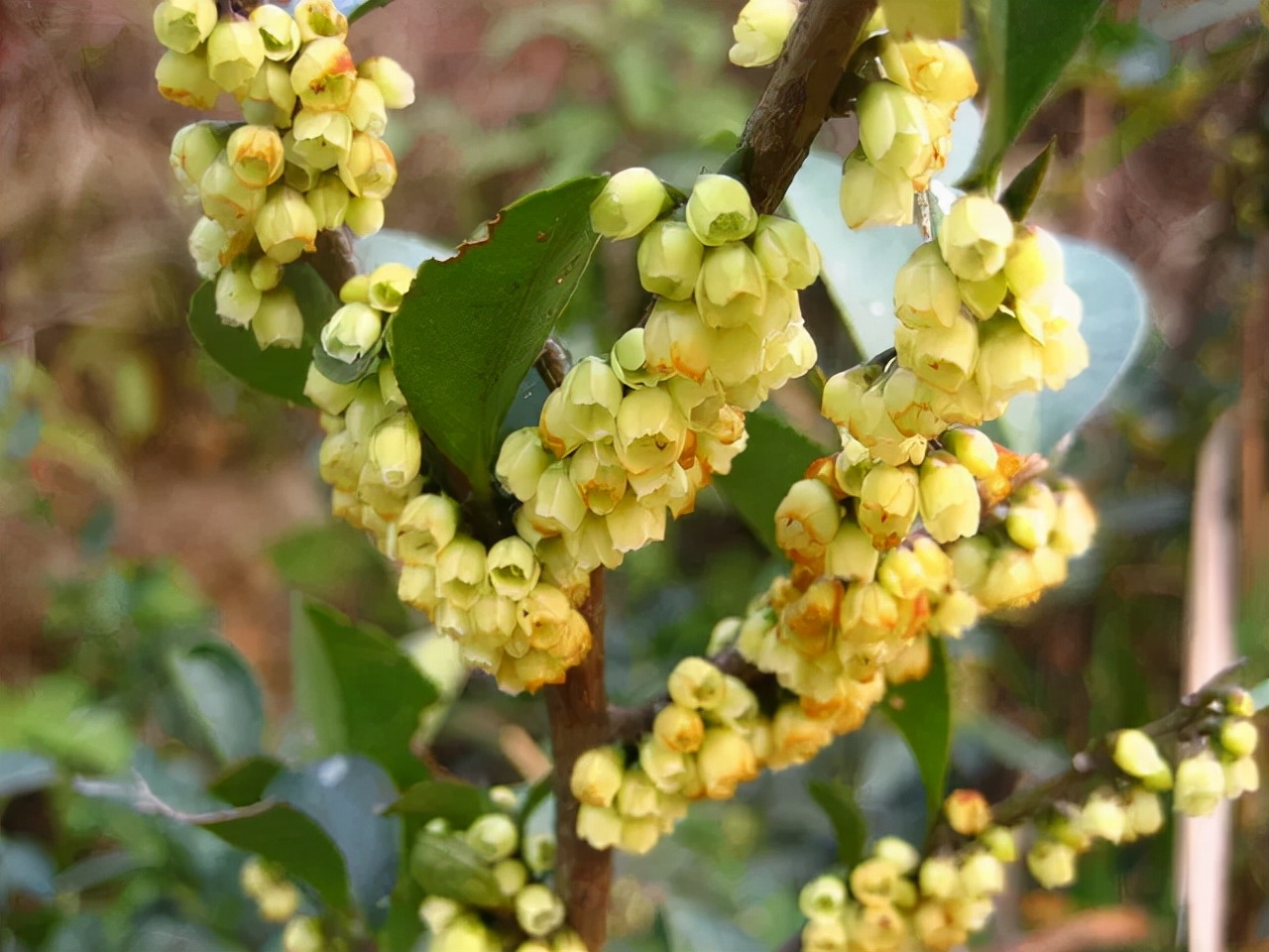 柃木蜜源是什么植物（冬季大蜜源柃木介紹）