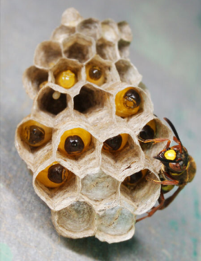 中國大虎頭蜂的生活環(huán)境（胡蜂的生活環(huán)境）
