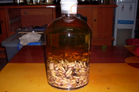 蜂蛹酒的功效與作用（蜂蛹的營養(yǎng)價值和蜂蛹酒的適宜人群）