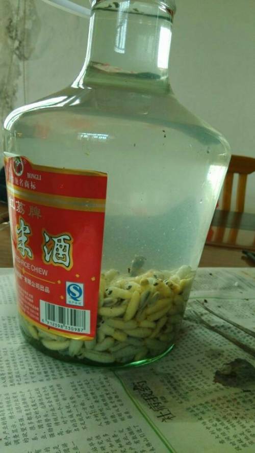 蜂蛹酒的功效與作用（蜂蛹的營養(yǎng)價值和蜂蛹酒的適宜人群）