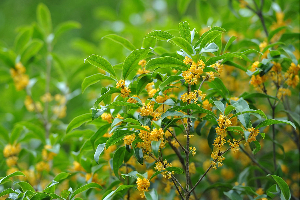 桂花是什么顏色的（桂花的顏色和象征）