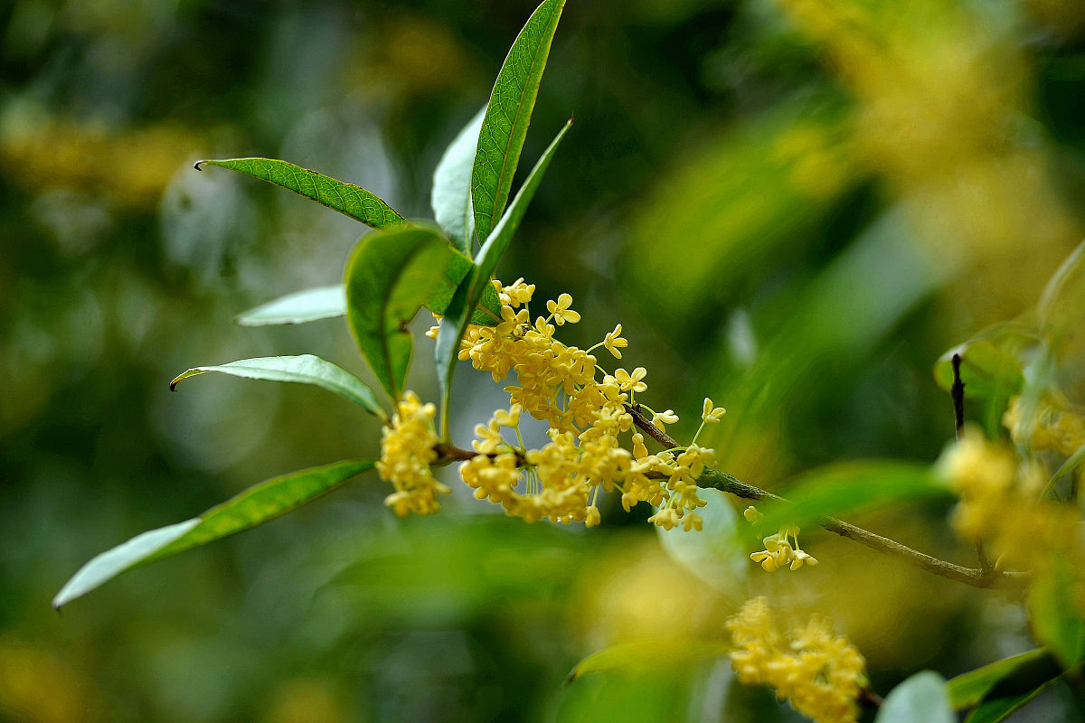 桂花是什么顏色的（桂花的顏色和象征）