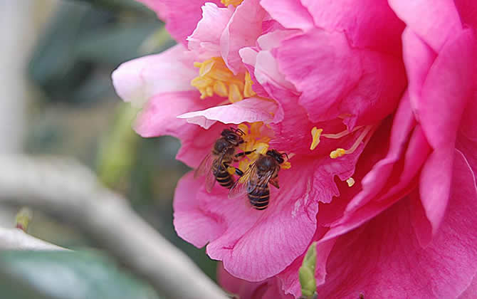山西省荊條主要分布區域及流蜜時間（中國蜜源分布信息匯總）