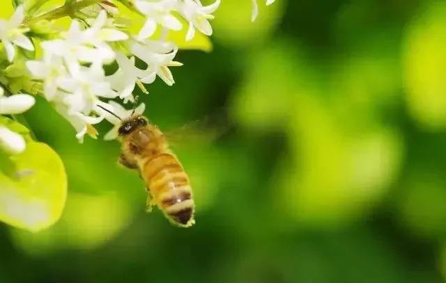 養(yǎng)蜂人一年能賺多少錢？
