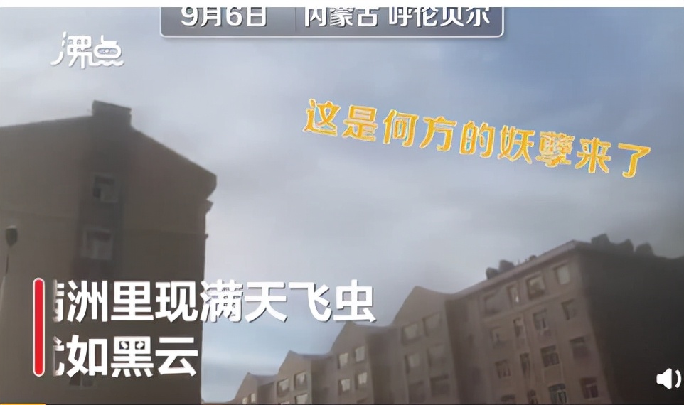 湖南沅江蜉蝣大爆發(fā)，內(nèi)蒙古蚜蟲(chóng)大爆發(fā)，是氣候大變的征兆嗎？