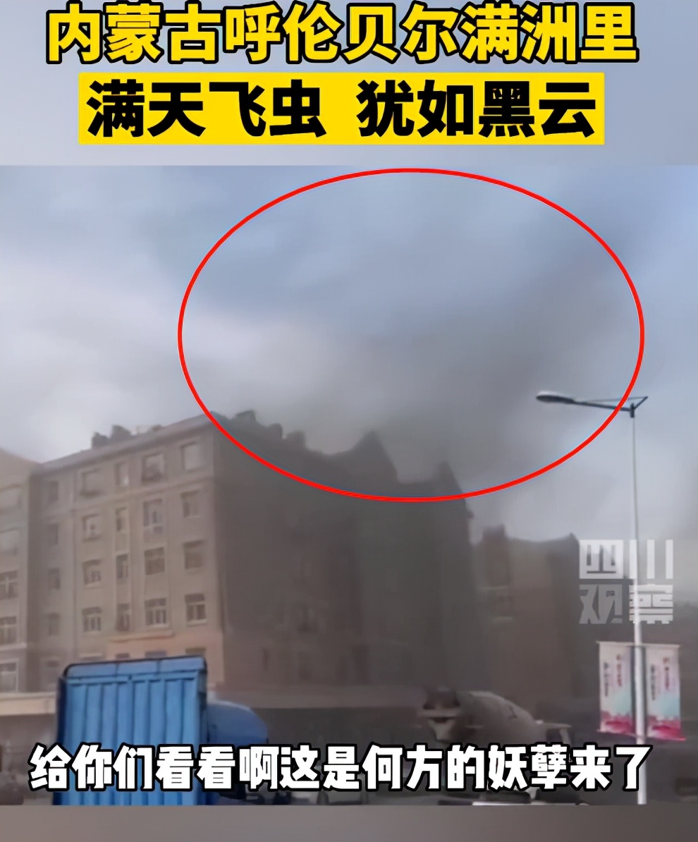 湖南沅江蜉蝣大爆發(fā)，內(nèi)蒙古蚜蟲(chóng)大爆發(fā)，是氣候大變的征兆嗎？