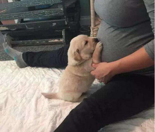 懷孕了，該不該把狗狗送走？
