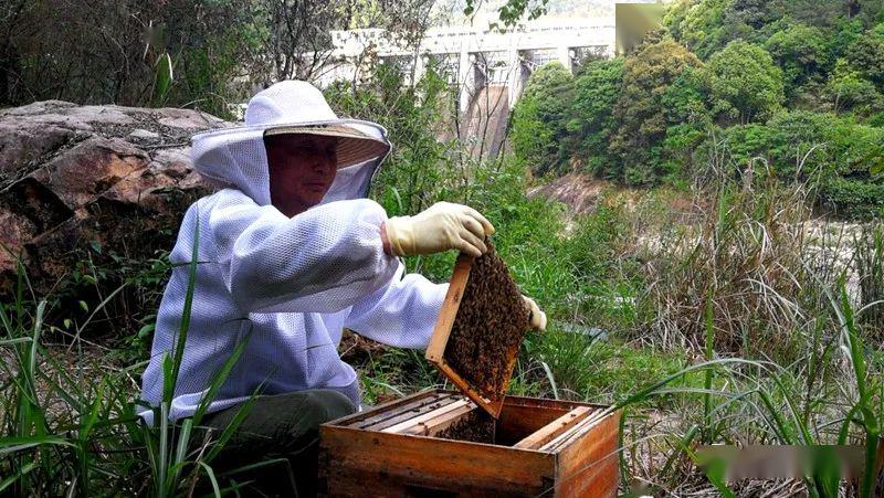 家養(yǎng)的蜜蜂為什么會(huì)全部飛走（家養(yǎng)的蜜蜂飛走了有啥原因）