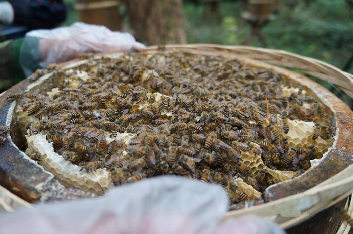 新蜂箱過(guò)箱怎么處理？
