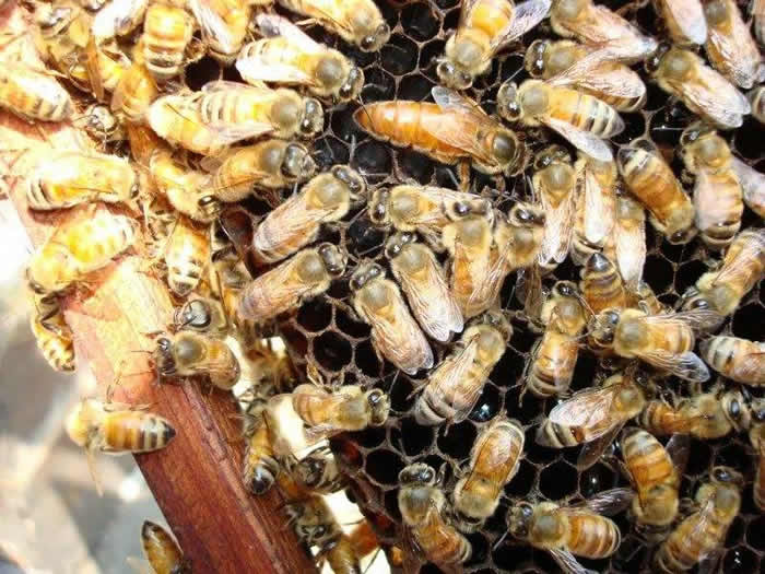 新蜂箱過(guò)箱怎么處理？