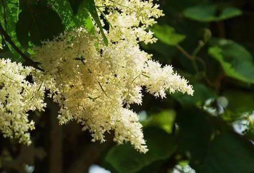 中蜂的四大蜜源植物有哪些？(常見的中蜂蜜源)