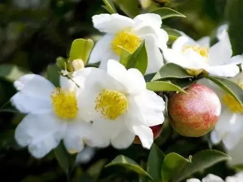 為什么蜜蜂不愛油茶花