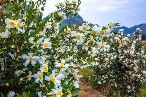為什么蜜蜂不愛油茶花