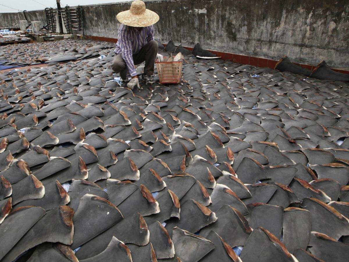 全球每年銷售魚翅140萬噸，殺死1億條鯊魚，為何不能人工飼養？