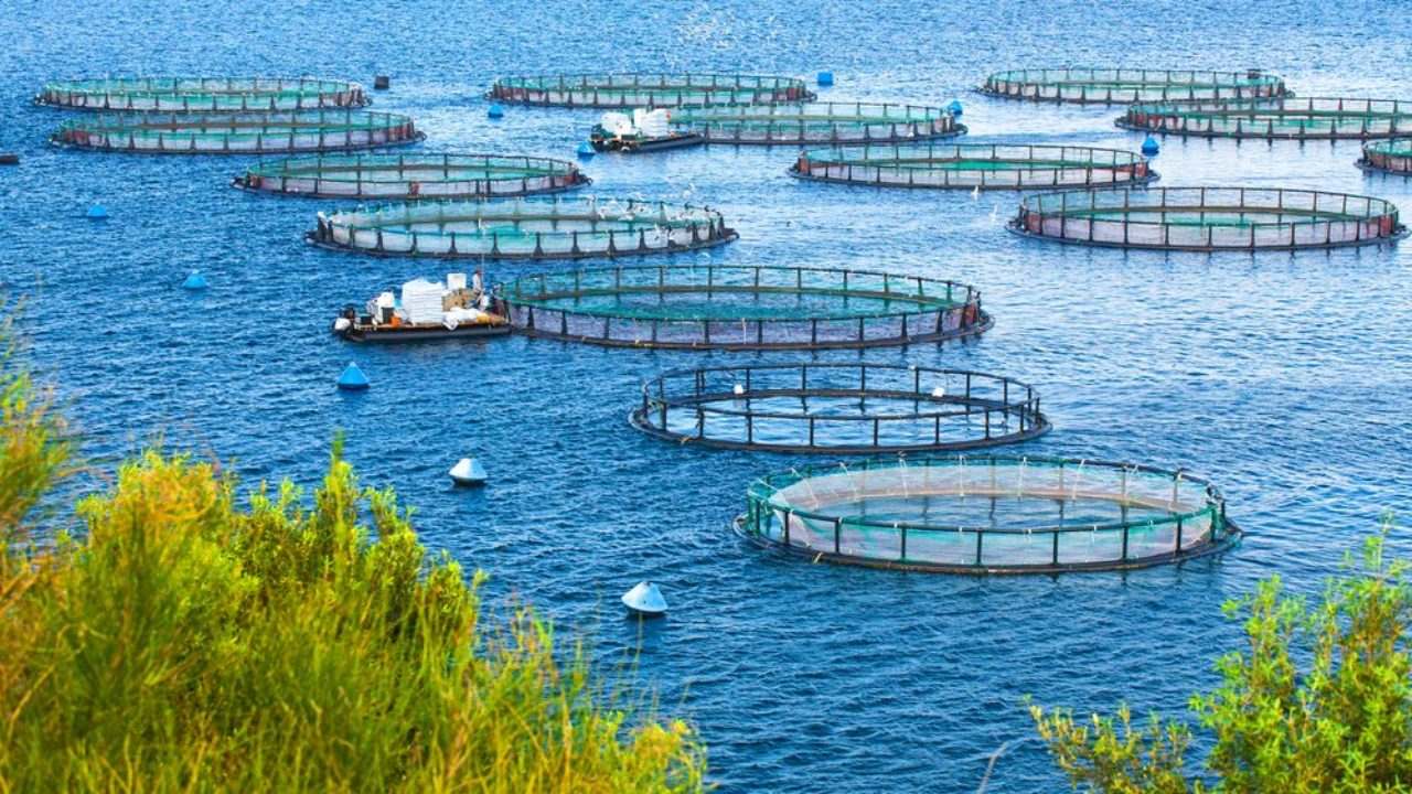 全球每年銷售魚翅140萬噸，殺死1億條鯊魚，為何不能人工飼養？