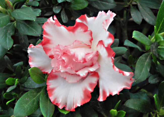 杜鵑花什么時(shí)候開(kāi)花（杜鵑花一年開(kāi)幾次花）